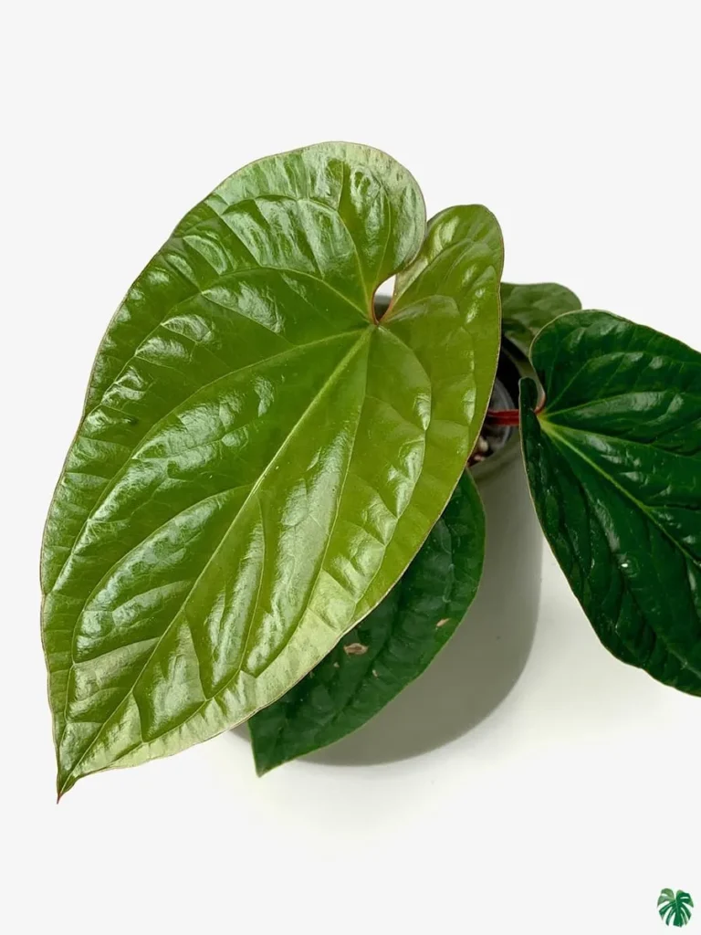 Gardening Anthurium-Radicans-768x1024 Fantastic Foliage: Exploring Homalomena Varieties