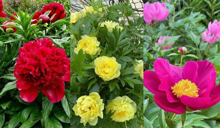 August is the Perfect Time to Plant Ever-Blooming Peonies