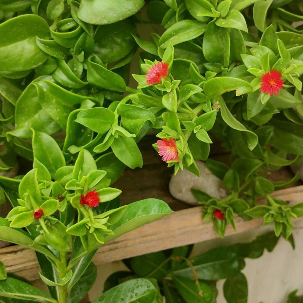 Gardening Baby-Sunrose-Aptenia-cordifolia-1024x1024 20 Low Light Succulents For Indoor Spaces