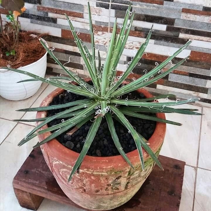Gardening Banana-Yucca-Yucca-baccata 20 Types of Yucca Plants (With Pictures)