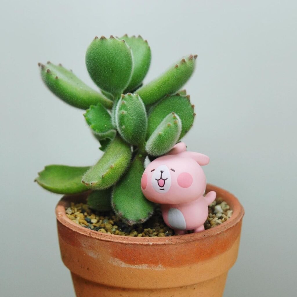 Gardening Bears-Paw-Cotyledon-tomentosa-1024x1024 20 Low Light Succulents For Indoor Spaces