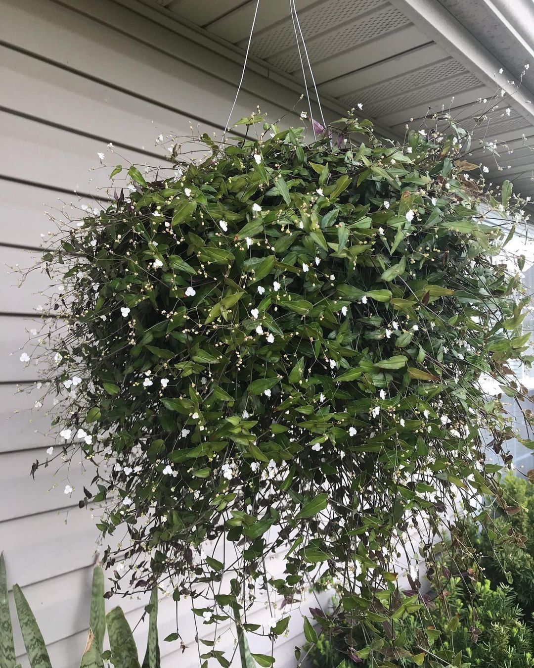 Bridal Veil Plant : How to Grow This Beautiful Flowering Houseplant