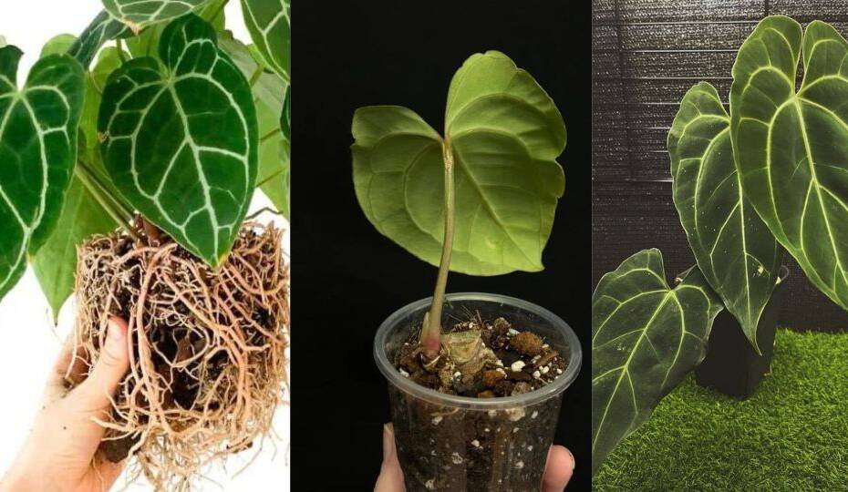 Bringing the Rainforest Home with Anthurium Besseae