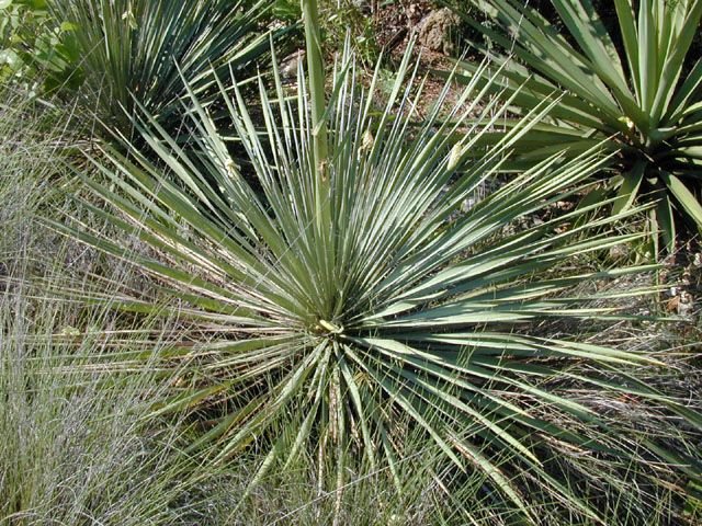 Gardening Buckleys-Yucca-Yucca-constricta 20 Types of Yucca Plants (With Pictures)