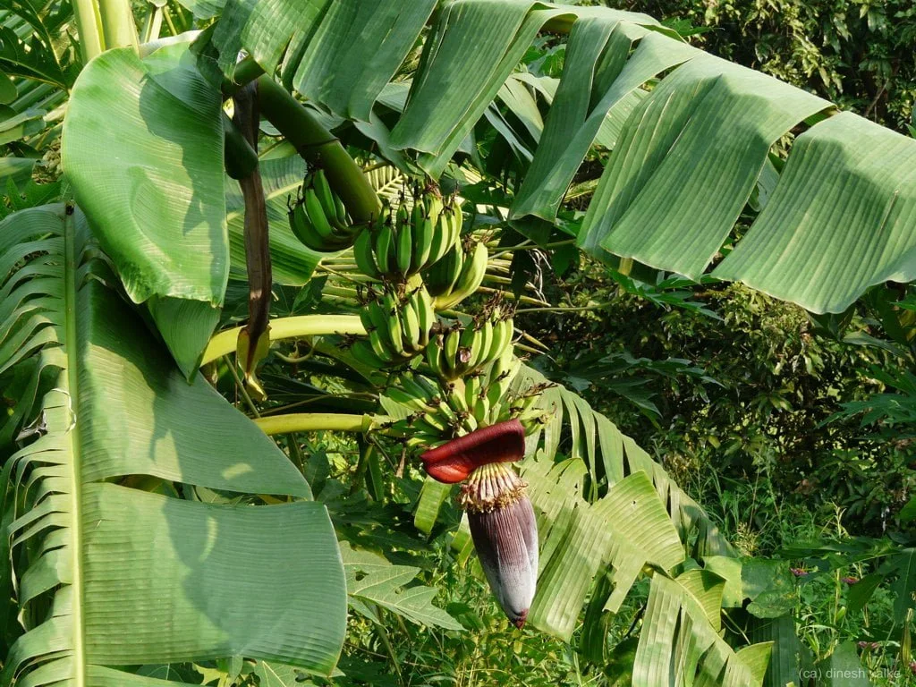 Gardening Burgundy-Banana-Musa-x-paradisiaca-Burgundy 7 Adding Tropical Flare with Variegated Banana Plants