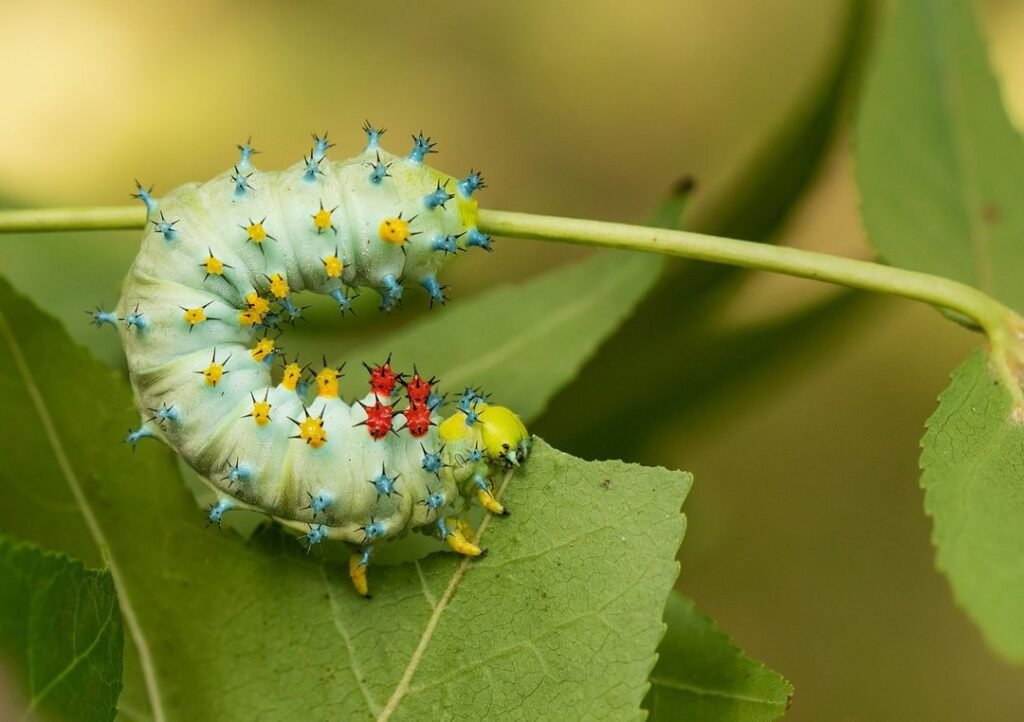 10 Texas Caterpillars: A Visual Identification Guide - Gardener's School