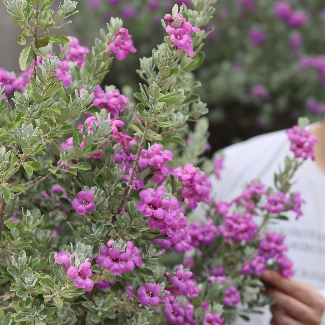 20 Types of Texas Shrubs – Identification Guide - Gardener's School