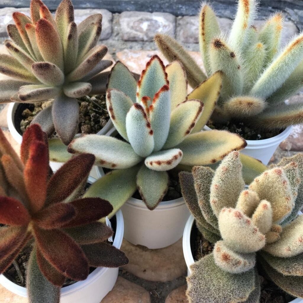 Gardening Chocolate-Soldier-Kalanchoe-tomentosa-1024x1024 20 Low Light Succulents For Indoor Spaces