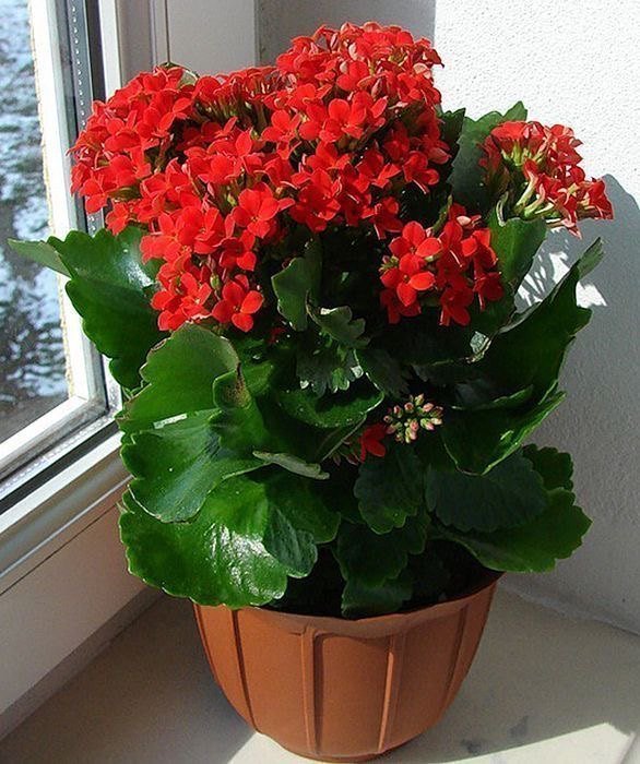 Gardening Christmas-Kalanchoe 20 Low Light Succulents For Indoor Spaces