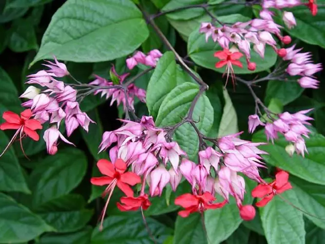 Clerodendrum_thomsoniae_2 Types of Purple Flowering Vines: Climbing Vines With Pictures