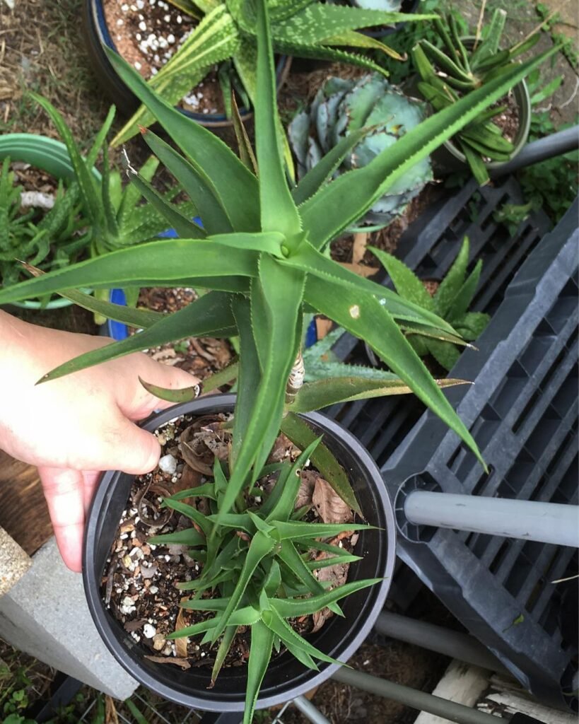 Gardening Climbing-Aloe-Aloiampelos-ciliaris-819x1024 20 Low Light Succulents For Indoor Spaces