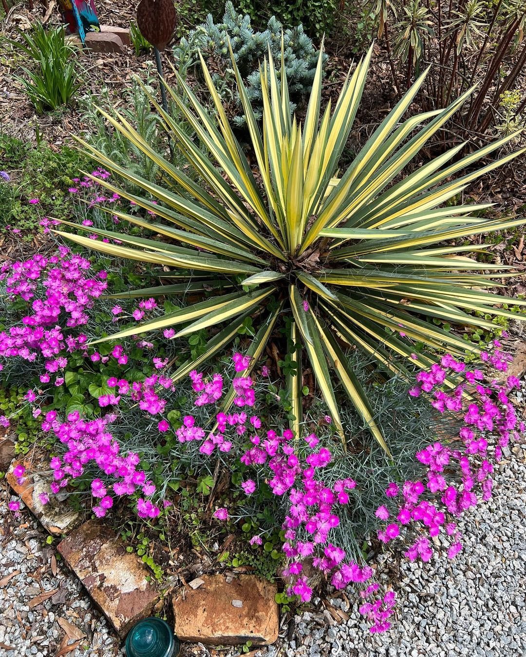 Gardening Color-Guard-Yucca-Yucca-color-guard 20 Types of Yucca Plants (With Pictures)