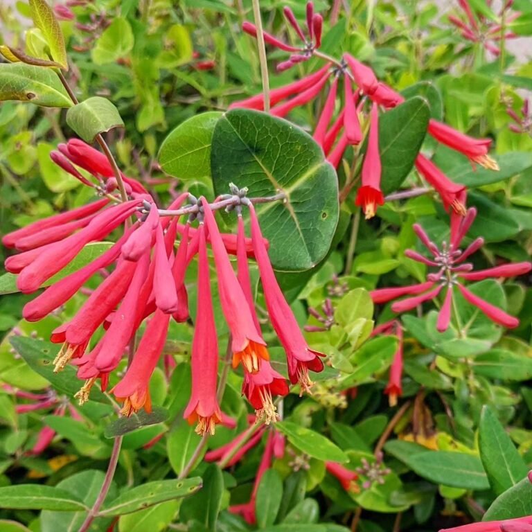 20 Types of Texas Shrubs – Identification Guide - Gardener's School