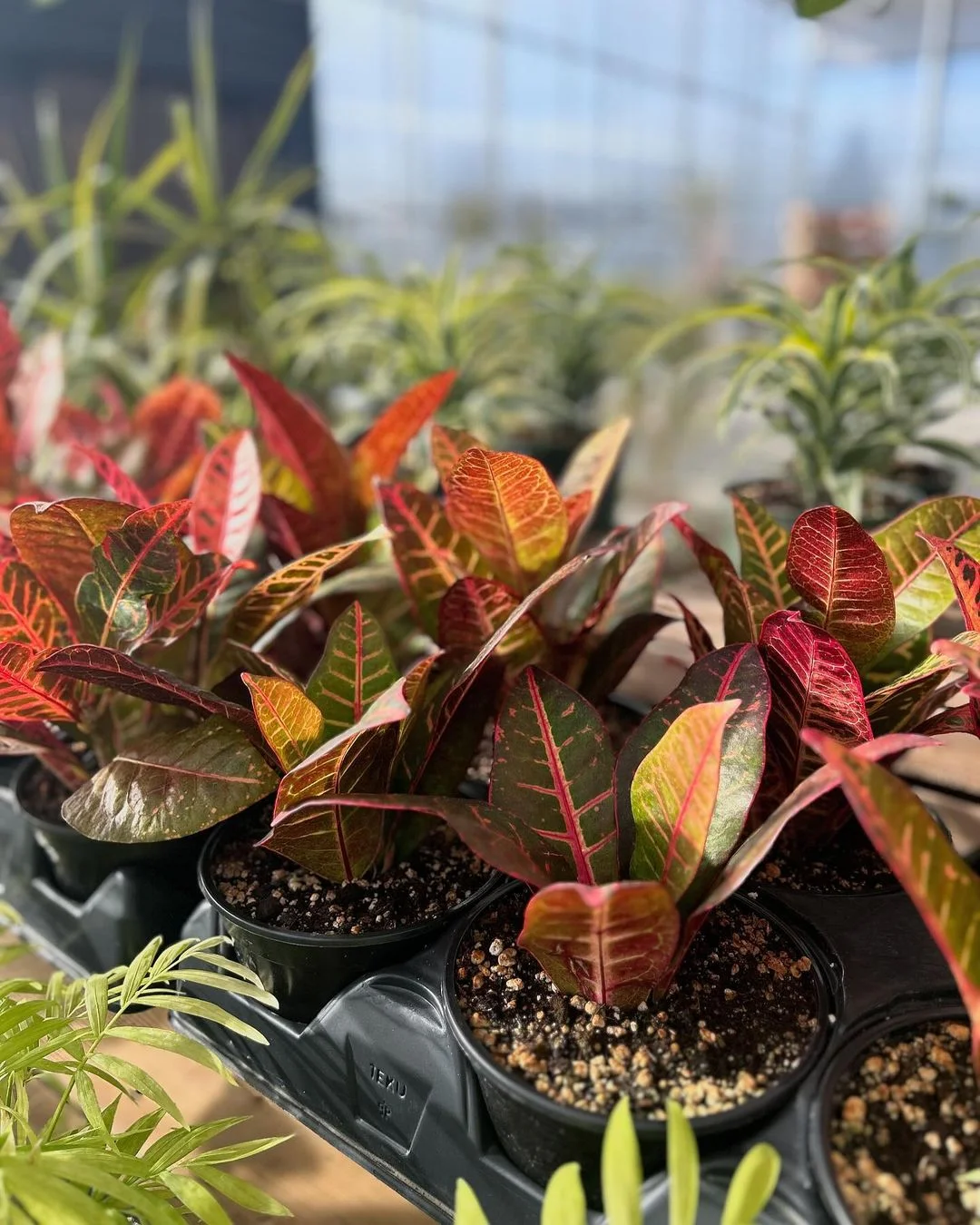 Gardening Croton-Codiaeum-variegatum 30 Indoor Plants That Like Direct Sunlight