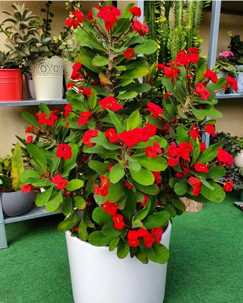 Gardening Crown-of-Thorns-Euphorbia-milii-819x1024 20 Low Light Succulents For Indoor Spaces