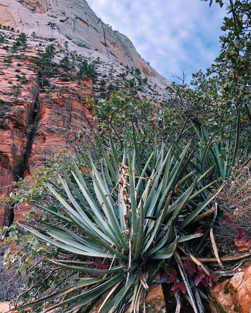 Gardening Datil-Yucca-Yucca-baccata-var.-brevifolia-819x1024 20 Types of Yucca Plants (With Pictures)