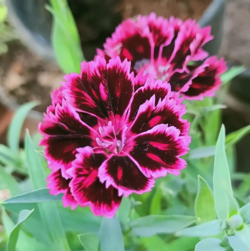 Gardening Dianthus-1-1-1021x1024 Top 7 Fragrant Flowers for a Sensory Garden