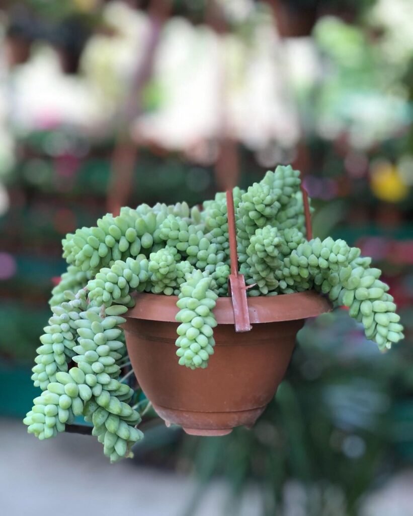 Gardening Donkeys-Tail-Sedum-morganianum-burro-821x1024 20 Low Light Succulents For Indoor Spaces
