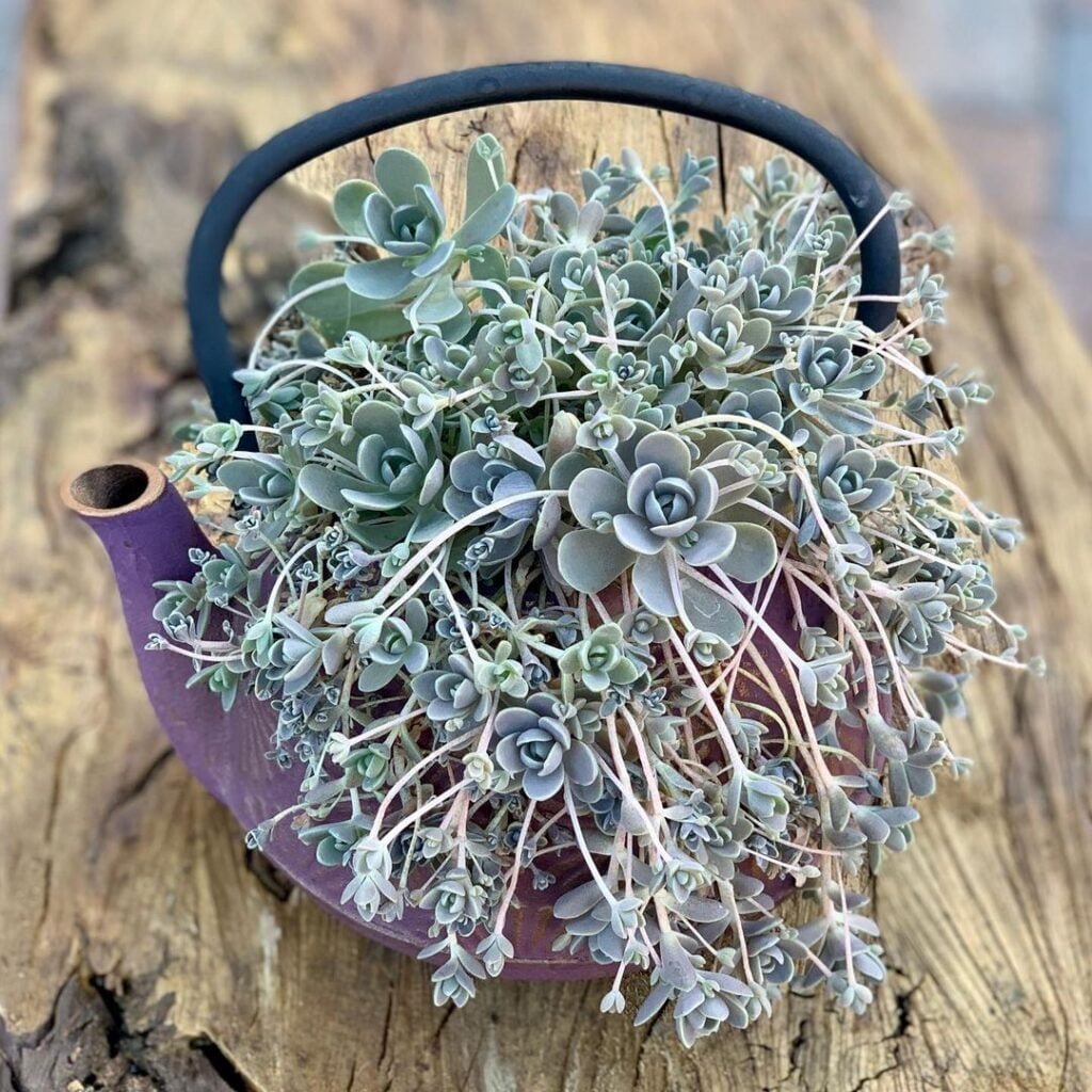 Gardening Drunkards-Dream-Orostachys-iwarenge-1024x1024 20 Low Light Succulents For Indoor Spaces