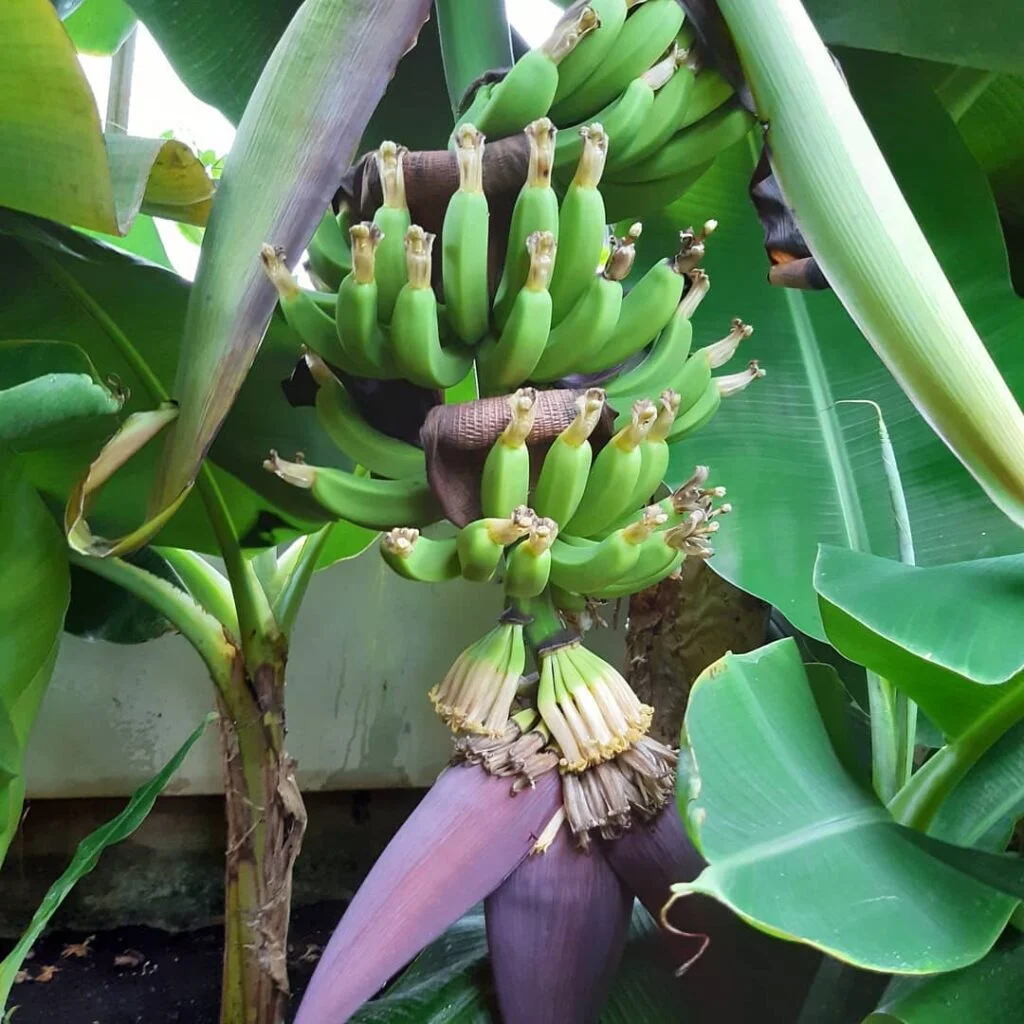Gardening Dwarf-Cavendish-Musa-acuminata-1024x1024 7 Adding Tropical Flare with Variegated Banana Plants
