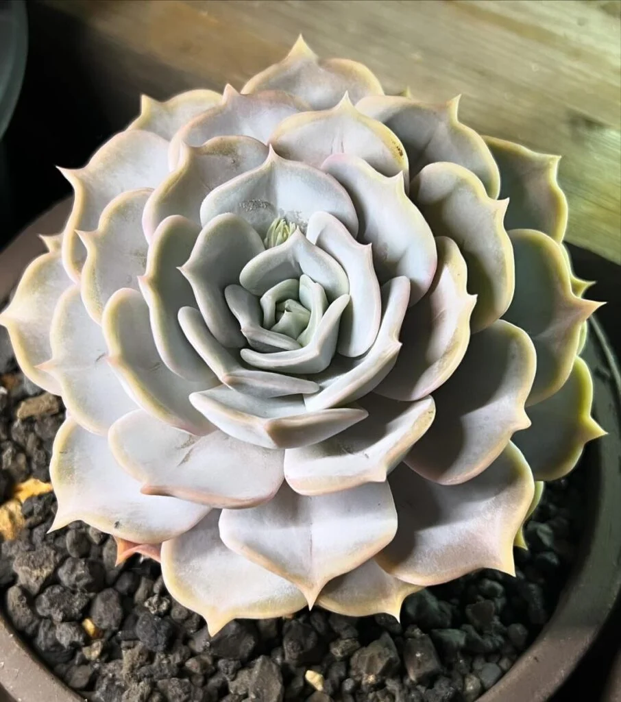 Gardening Echeveria-906x1024 30 Indoor Plants That Like Direct Sunlight