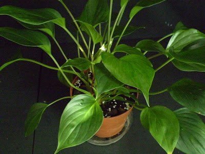 Gardening Emerald-Gem-Homalomena-Emerald-Gem Fantastic Foliage: Exploring Homalomena Varieties