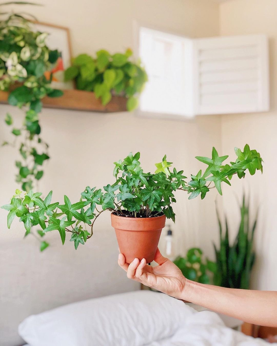 Gardening English-Ivy 5 House Plants That Can Improve Your Sleep