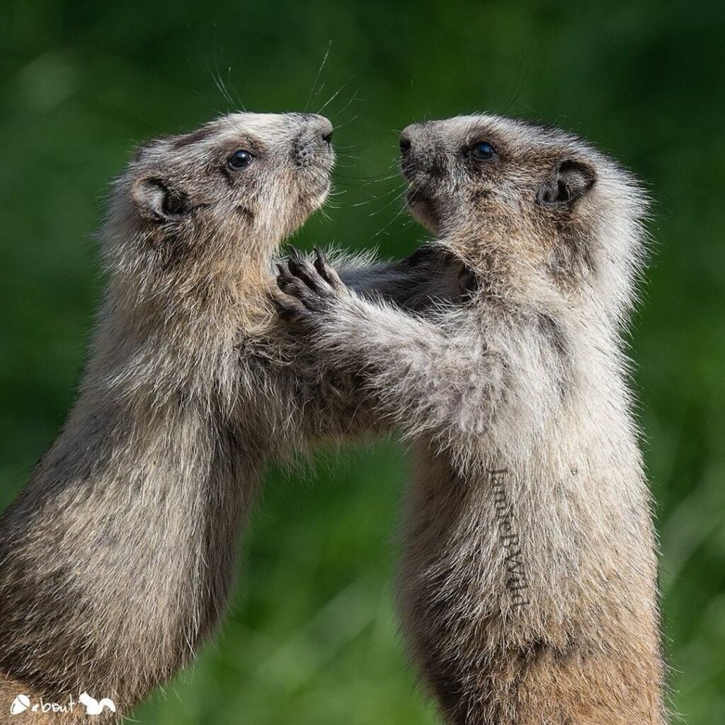 Gardener's School Outsmarting Garden Pests: Clever Hacks to Keep Chipmunks