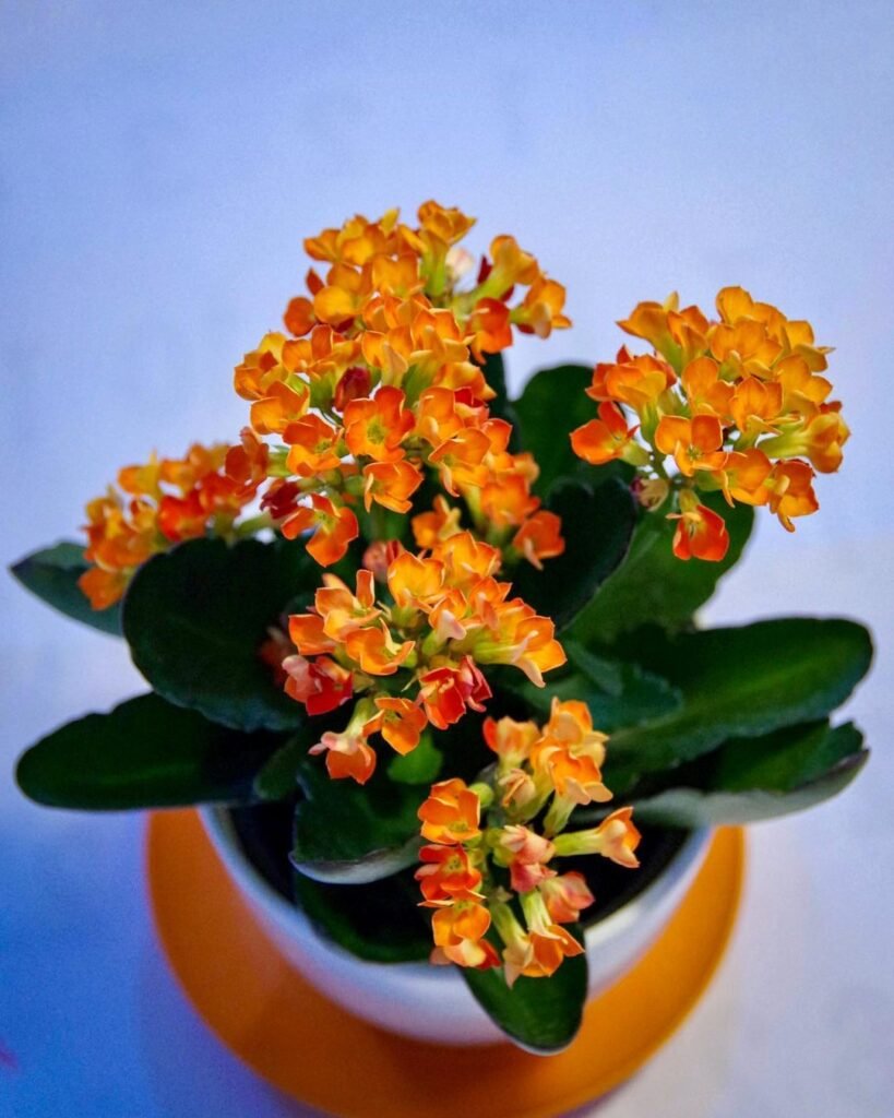 Gardening Flaming-Katy-Kalanchoe-blossfeldiana-819x1024 20 Low Light Succulents For Indoor Spaces