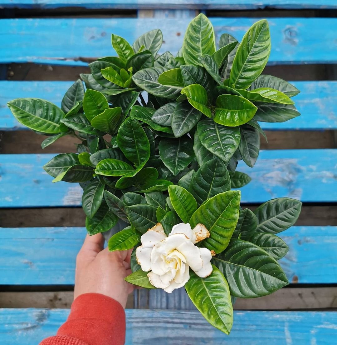 Gardening Gardenia-Plant 5 House Plants That Can Improve Your Sleep