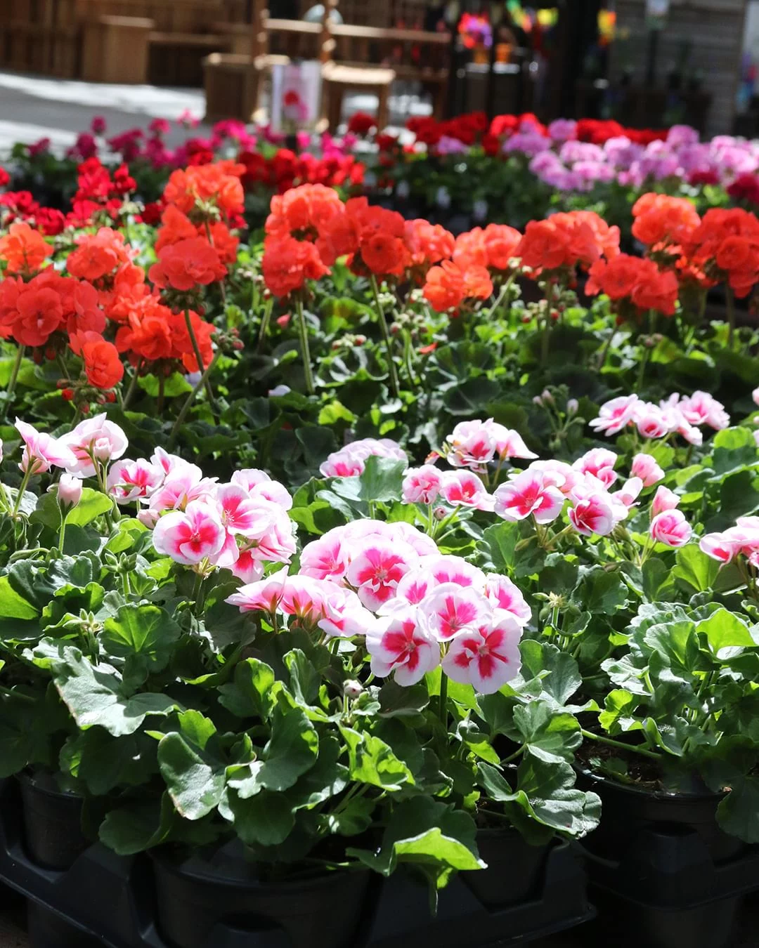 Gardening Geraniums-Pelargonium-spp 30 Indoor Plants That Like Direct Sunlight