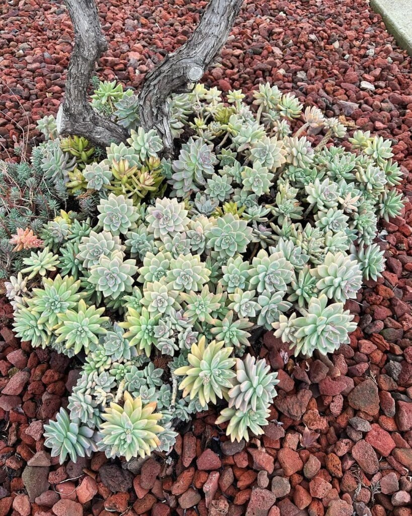 Gardening Ghost-Plant-Graptopetalum-paraguayense-819x1024 20 Low Light Succulents For Indoor Spaces