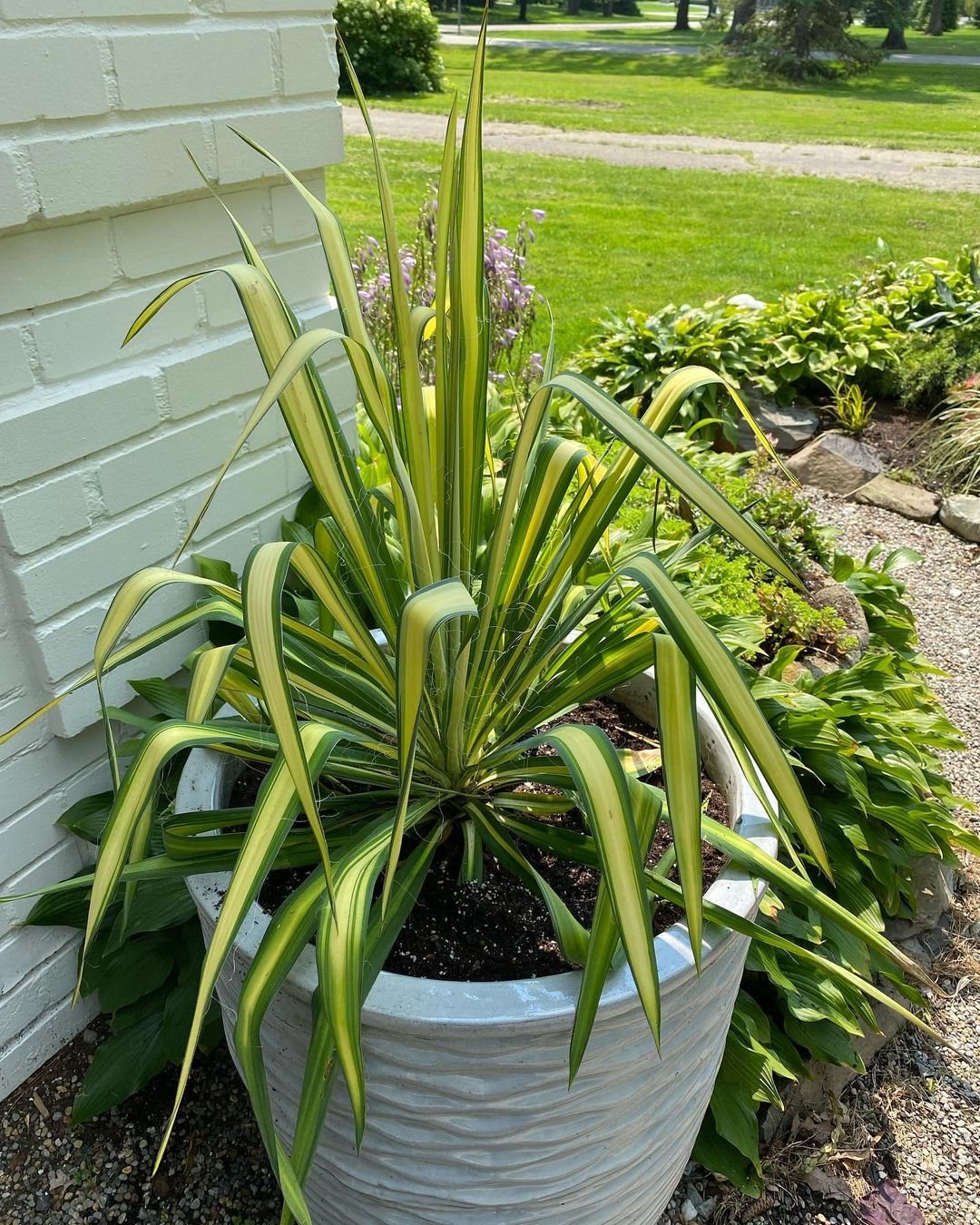 Gardening Golden-Sword-Yucca-Yucca-aloifolia-Gilded-age 20 Types of Yucca Plants (With Pictures)