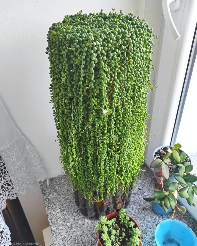 Gardening Green-Pearl-Necklace-Senecio-rowleyanus-819x1024 20 Low Light Succulents For Indoor Spaces