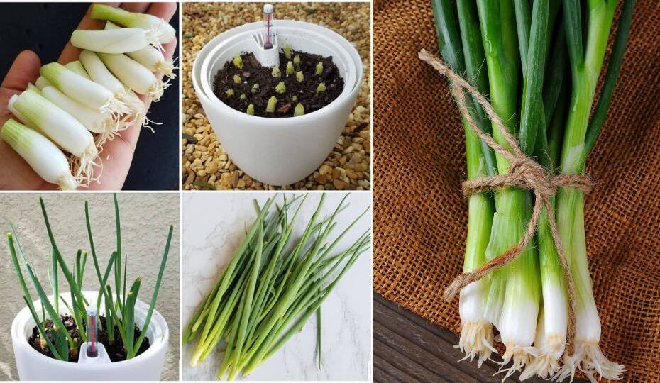 Grow Endless Green Onions for Your Kitchen!