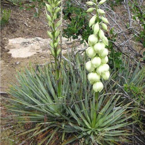 Gardening Harrimans-Yucca 20 Types of Yucca Plants (With Pictures)