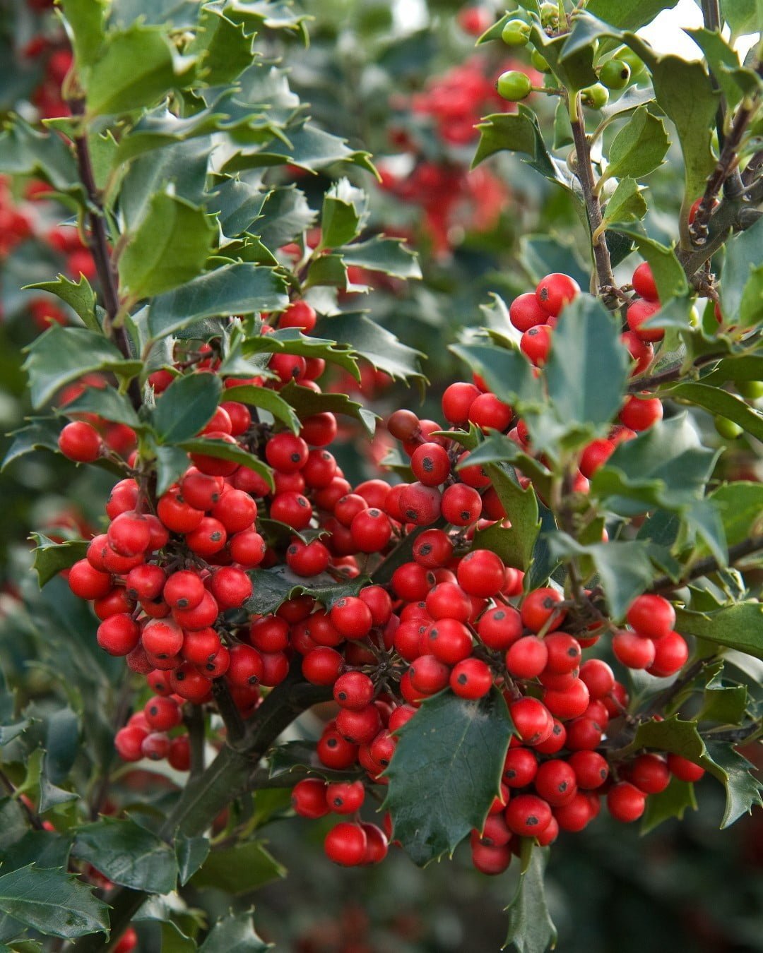 Trees and Bushes with Beautiful Red Berries