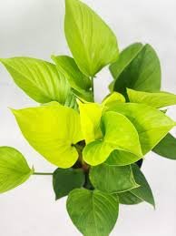 Gardening Homalomena-Lime-Star Fantastic Foliage: Exploring Homalomena Varieties