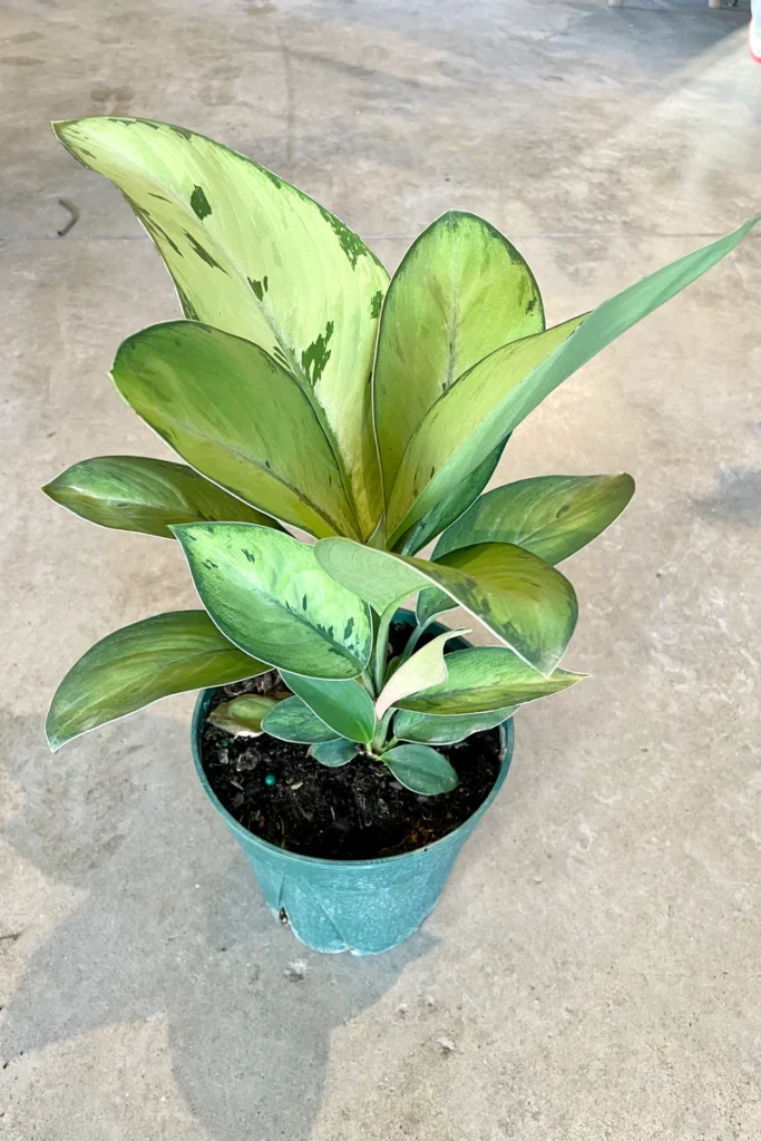 Gardening Homalomena-Selby-Massive-683x1024 Fantastic Foliage: Exploring Homalomena Varieties
