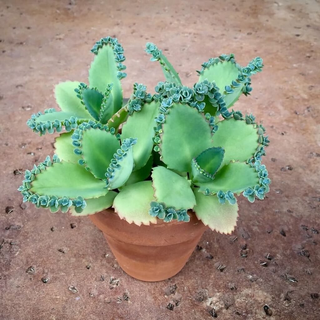 Gardening How-amazing-are-these-Mother-of-Thousands-succulents-Is-anyone-else-growing-anyrepost-from-@anamarsh-1024x1024 20 Low Light Succulents For Indoor Spaces