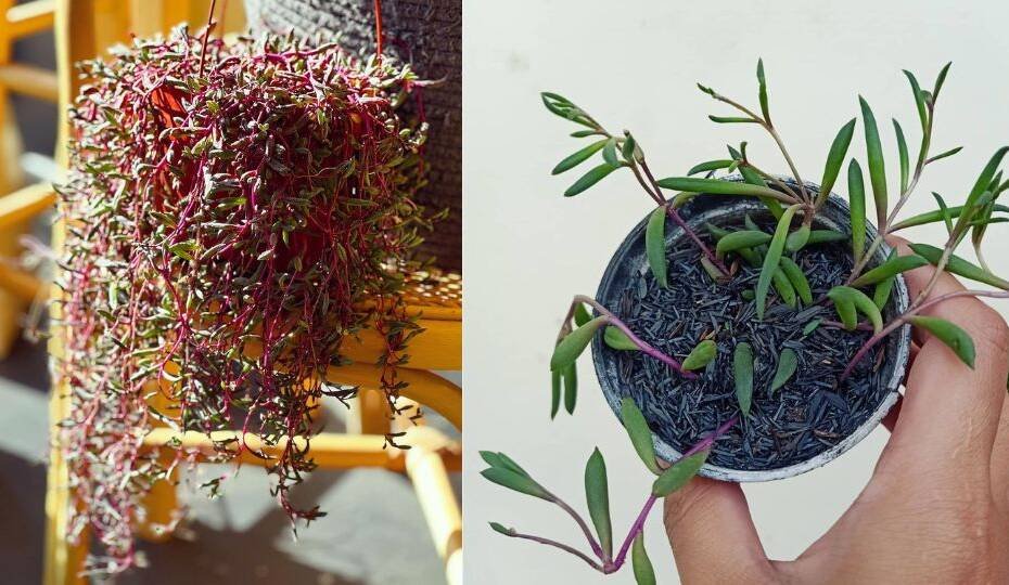 How to Plant, Grow, and Care For String of Rubies