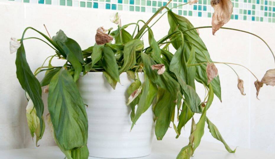 How to Save Your Overwatered Houseplants Complete Guide