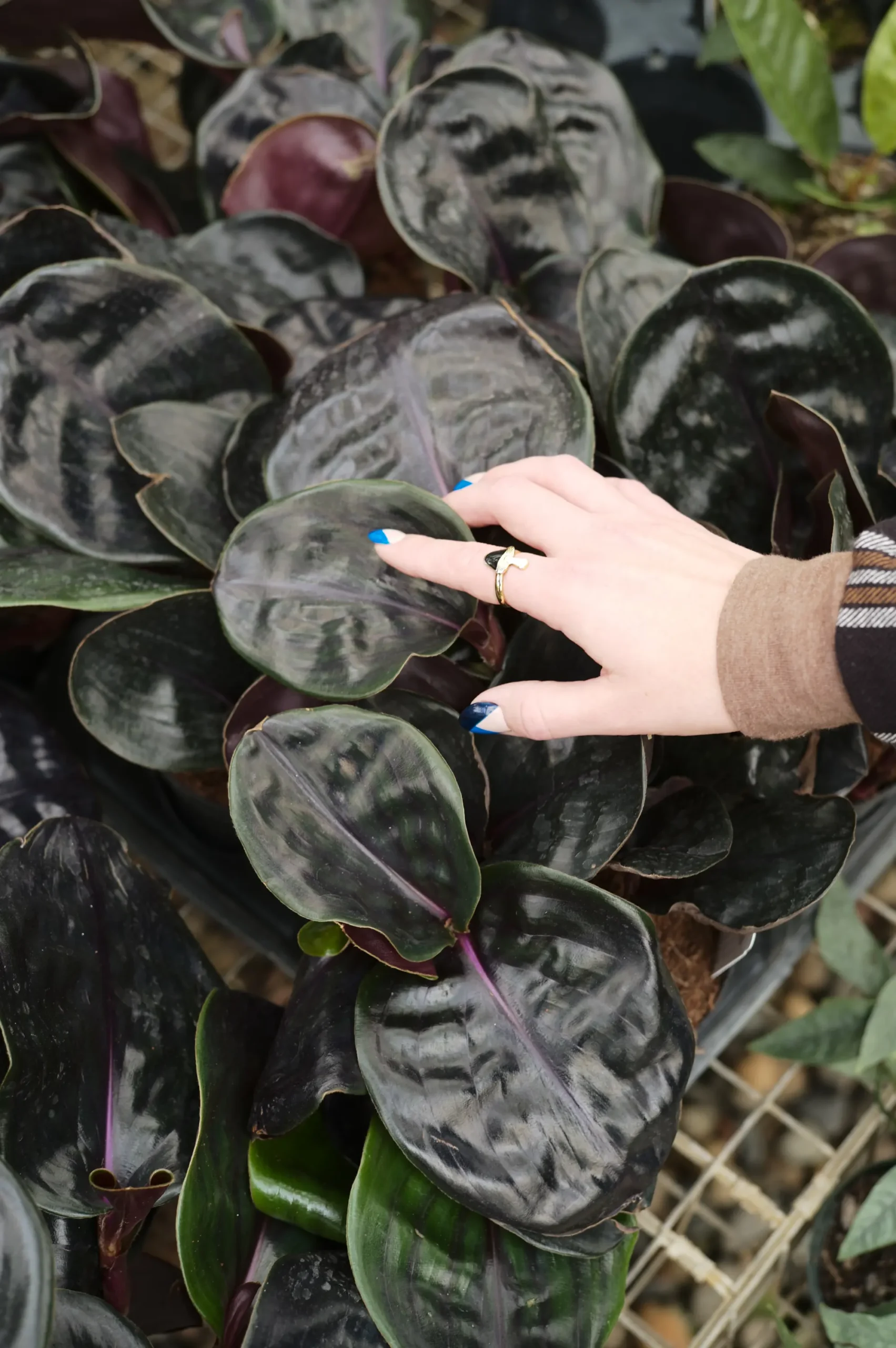 Gardening Humidity-scaled Geogenanthus Ciliatus: How to Care for the Fuzzy Lip Plant