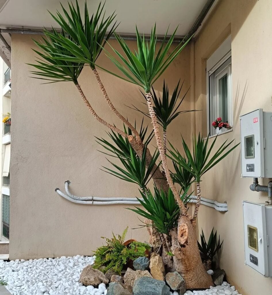 Gardening Ivory-Towers-Yucca-Yucca-elephantipes-Ivory-towers-946x1024 20 Types of Yucca Plants (With Pictures)