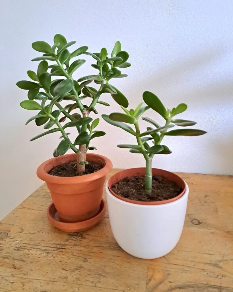 Gardening Jade-Plant-Crassula-ovata-819x1024 20 Low Light Succulents For Indoor Spaces