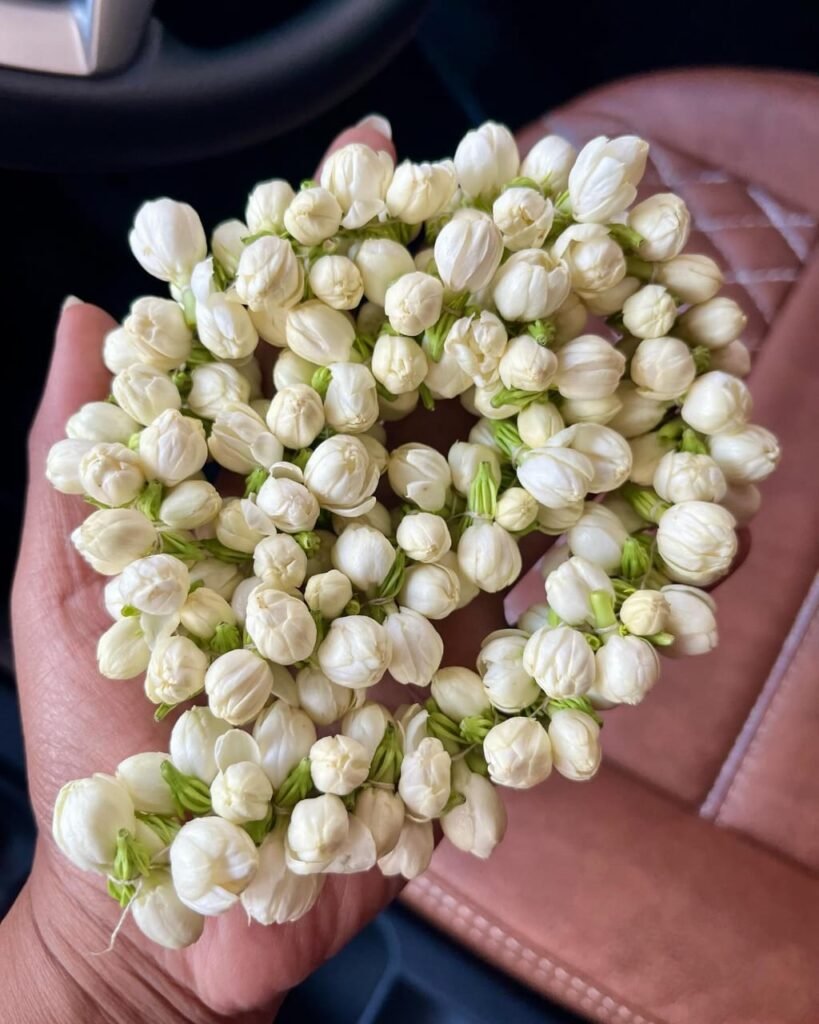 Gardening Jasmine--819x1024 Top 7 Fragrant Flowers for a Sensory Garden