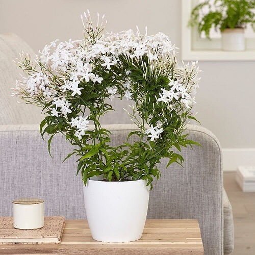 Gardening Jasmine-Plant-1 5 House Plants That Can Improve Your Sleep