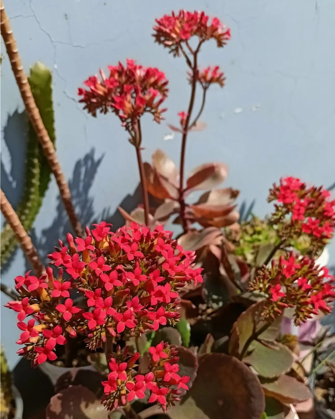 Gardening Kalanchoe-Kalanchoe-blossfeldiana 30 Indoor Plants That Like Direct Sunlight