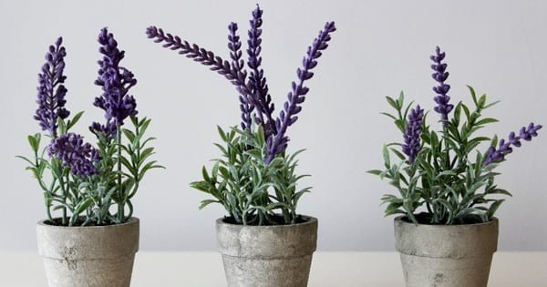 Gardening Lavender 5 House Plants That Can Improve Your Sleep