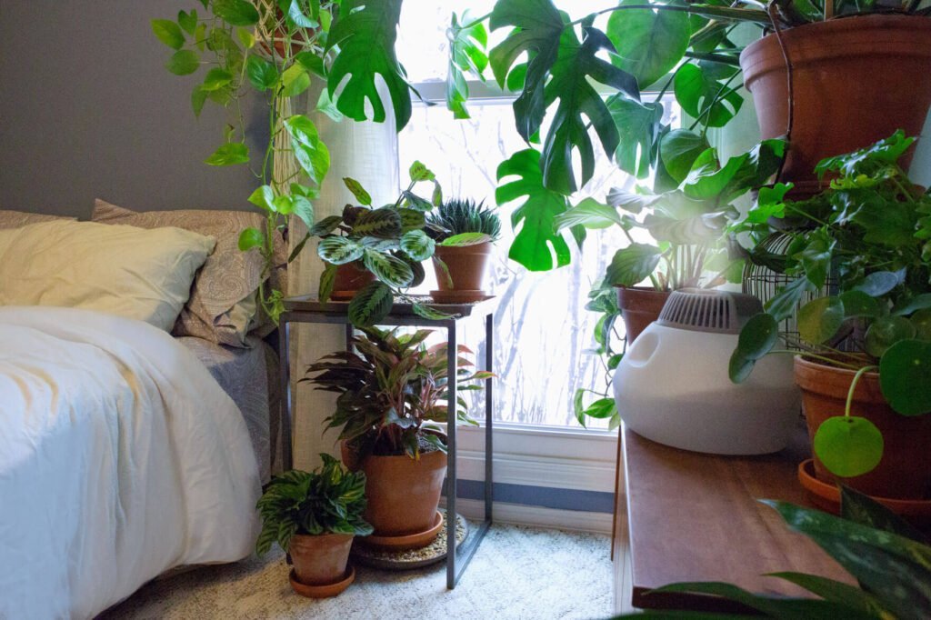 Gardening Light-and-Humidity-House-Plants-1024x682 How to Save Your Overwatered Houseplants : Complete Guide